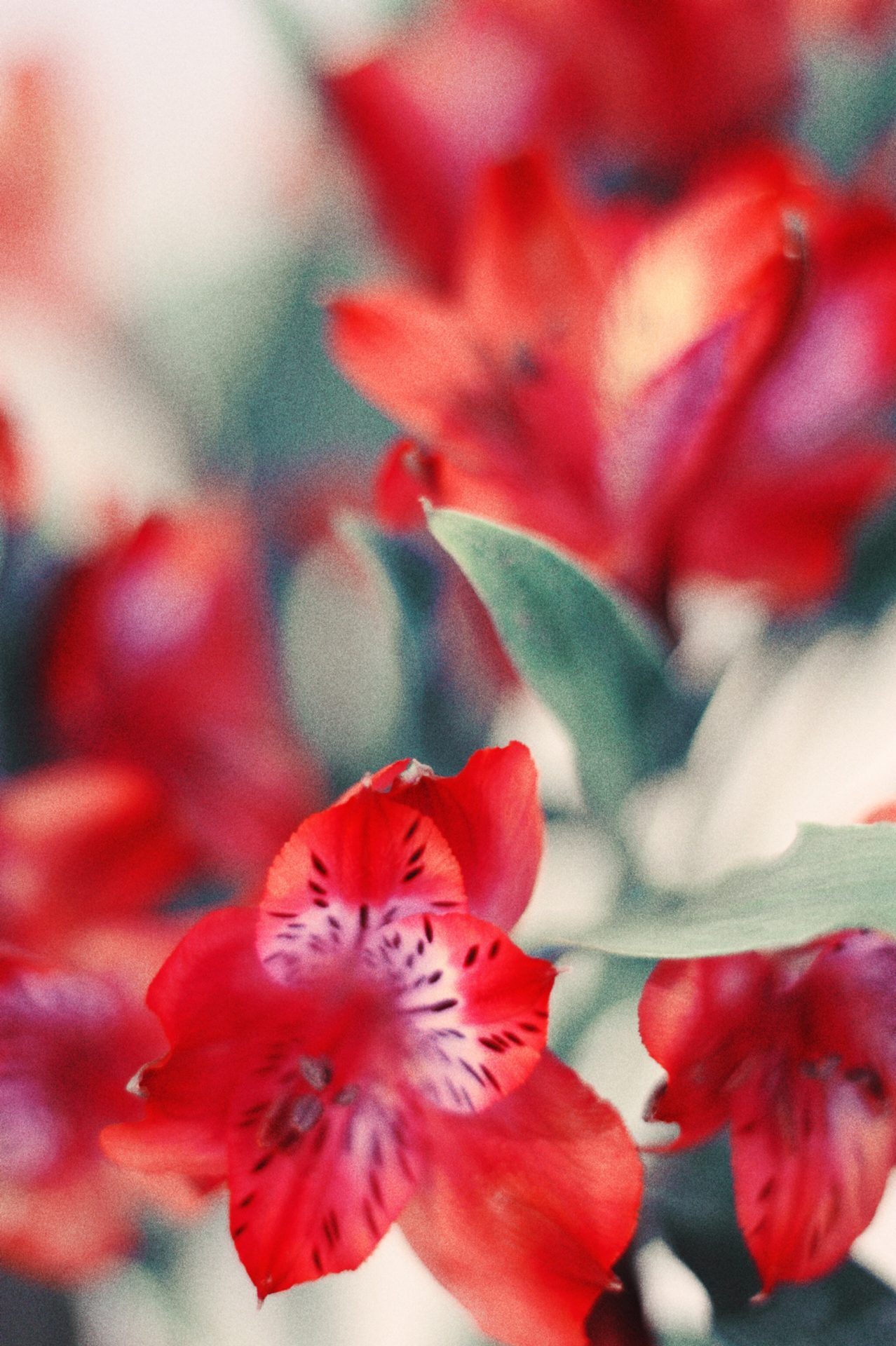 Bouquet de fleurs rouge en gros plan