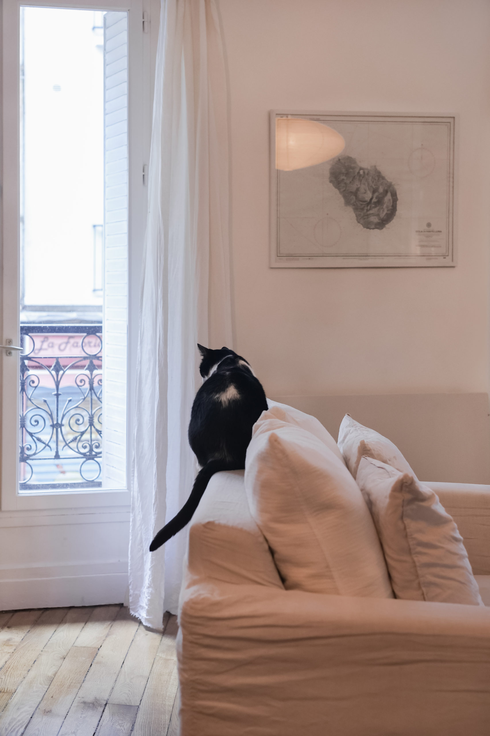 Le chat noir et blanc de Bastien Lattanzio assis sur un fauteuil blanc